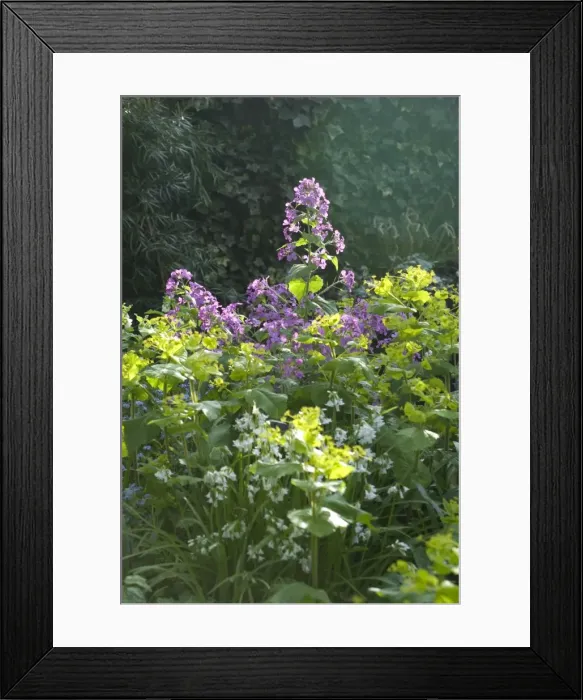 Framed Print : Garden Flowers - Honesty Framed Print : Garden Flowers - Honesty