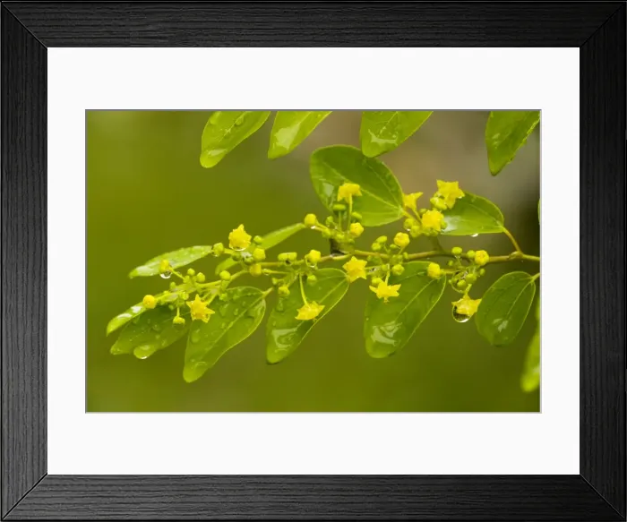 Framed Print : Christ's Thorn Paliurus spina-christi in flower. Spiny bush. Greece Framed Print : Christ's Thorn Paliurus spina-christi in flower. Spiny bush. Greece