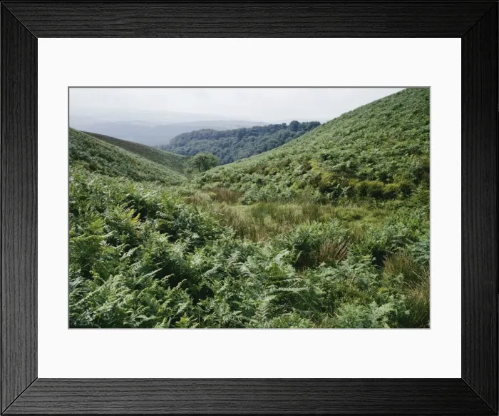 Framed Print : Bracken ROG 6768 Bin Combe, Dunkery Beacon, Exmoor © Bob Gibbons / ARDEA LONDON Framed Print : Bracken ROG 6768 Bin Combe, Dunkery Beacon, Exmoor © Bob Gibbons / ARDEA LONDON