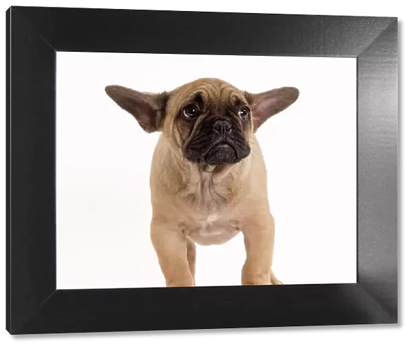 Dog - French Bulldog in studio looking sad  /  scared