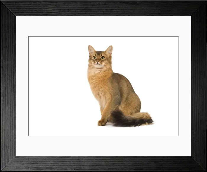 Framed Print : Cat - Somali in studio Framed Print : Cat - Somali in studio