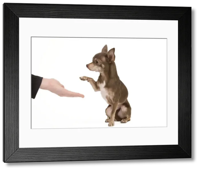 Framed Print : Dog - Chihuahua with owner dog dancing in studio - shaking paws Framed Print : Dog - Chihuahua with owner dog dancing in studio - shaking paws