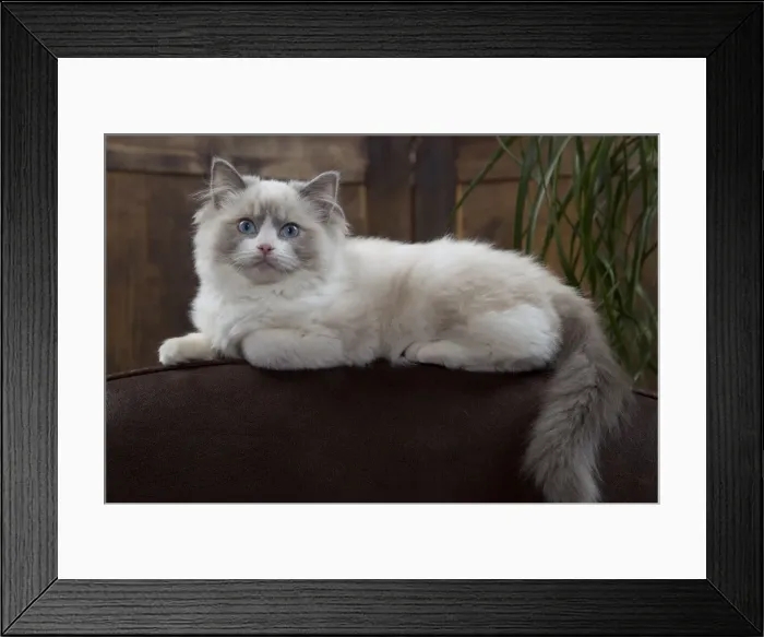Framed Print : Cat - Ragdoll lying along back of chair Framed Print : Cat - Ragdoll lying along back of chair