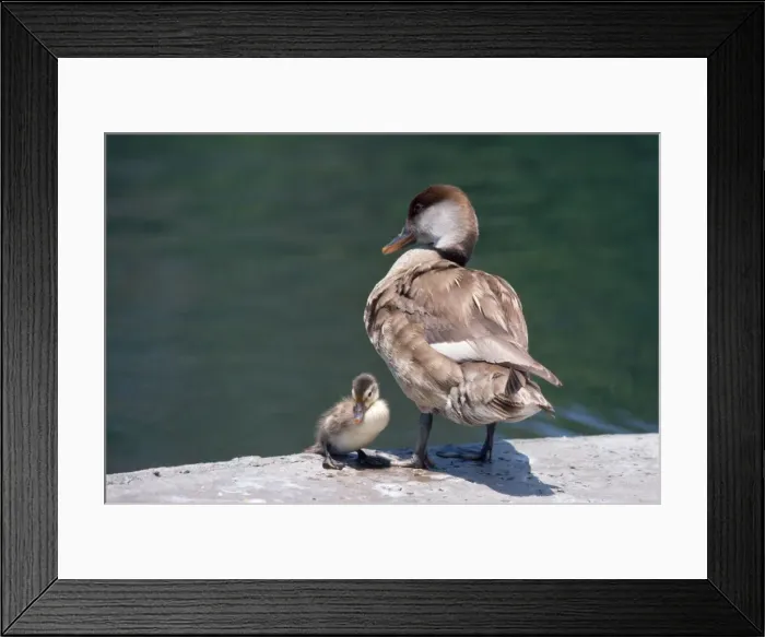 Framed Print : Red-crested Pochard Duck - adult and young Framed Print : Red-crested Pochard Duck - adult and young