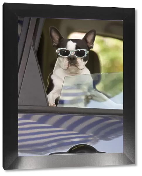 Dog - Boston Terrier wearing sunglasses looking out of car window