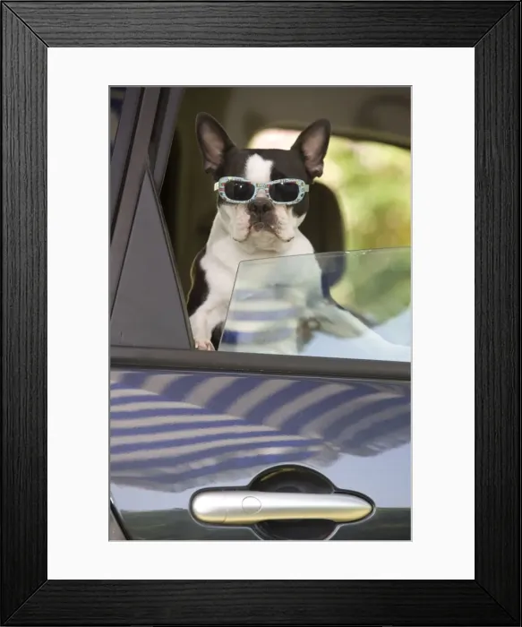Framed Print : Dog - Boston Terrier wearing sunglasses looking out of car window Framed Print : Dog - Boston Terrier wearing sunglasses looking out of car window
