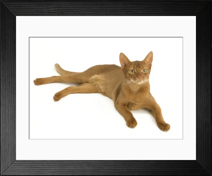 Framed Print : Cat - Abyssinian - red - in studio Framed Print : Cat - Abyssinian - red - in studio