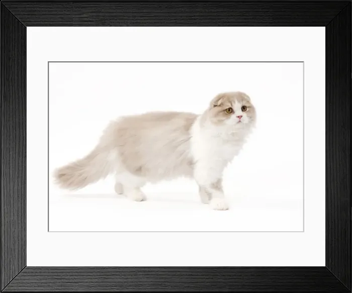 Framed Print : Cat - Highland Fold in studio Framed Print : Cat - Highland Fold in studio