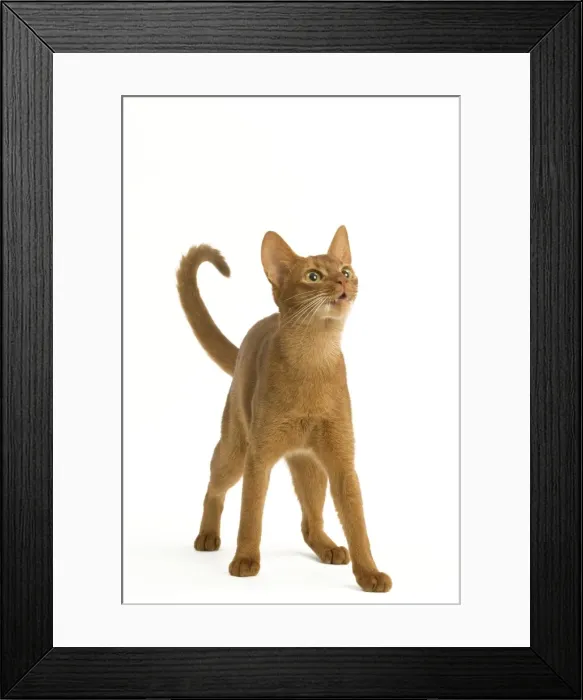 Framed Print : Cat - Abyssinian Sorrel in studio Framed Print : Cat - Abyssinian Sorrel in studio