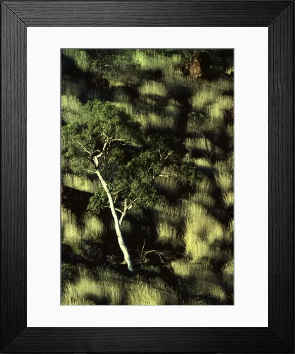 Framed Print : Porcupine grass and Ghost gums Finke Gorge National Park, Northern Territory, Australia JPF09717 Framed Print : Porcupine grass and Ghost gums Finke Gorge National Park, Northern Territory, Australia JPF09717