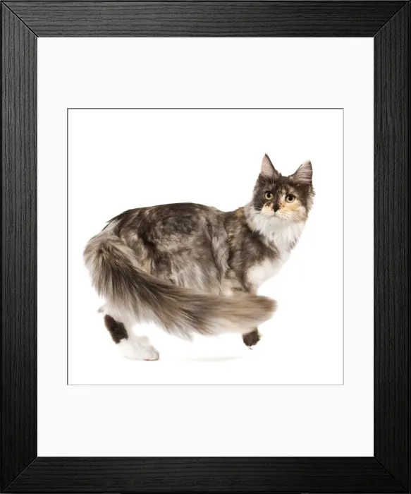 Framed Print : Cat- Maine Coon - 7 month old Black tortie smoke & white in studio Framed Print : Cat- Maine Coon - 7 month old Black tortie smoke & white in studio