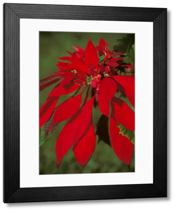Framed Print : Poinsettia JPF31668 Framed Print : Poinsettia JPF31668