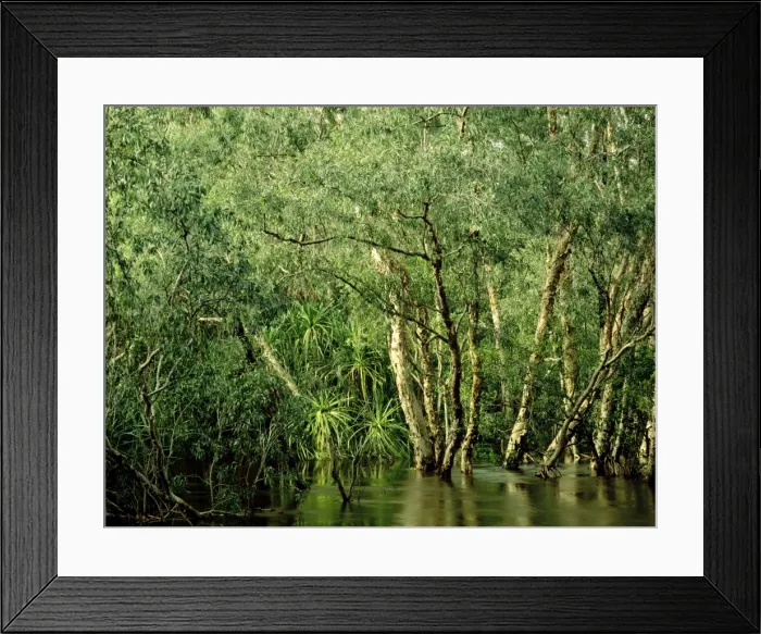 Framed Print : Jim Jim Creek with Paperbark forest including River pandanus (mostly Melaleuca cajuputi, M. leucadendra, and Pandanus aquaticus) Wet season, Kakadu National Park (World Heritage Area), Northern Territory, Australia JPF51250 Framed Print : Jim Jim Creek with Paperbark forest including River pandanus (mostly Melaleuca cajuputi, M. leucadendra, and Pandanus aquaticus) Wet season, Kakadu National Park (World Heritage Area), Northern Territory, Australia JPF51250