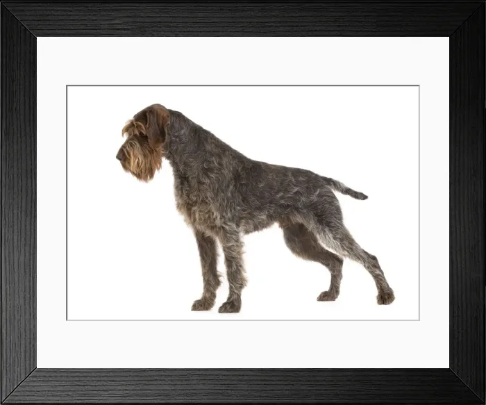Framed Print : Dog - Korthal Griffon - in studio Framed Print : Dog - Korthal Griffon - in studio