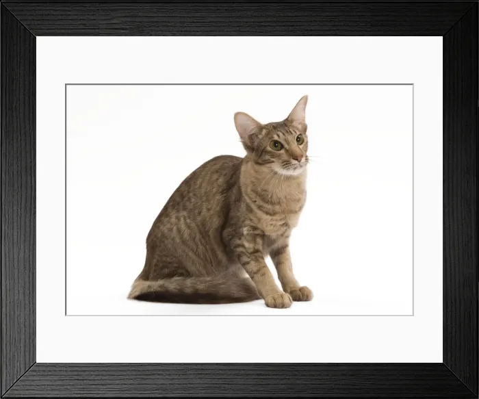 Framed Print : Cat - Mandarin chocolate spotted tabby - 1 year old in studio Framed Print : Cat - Mandarin chocolate spotted tabby - 1 year old in studio