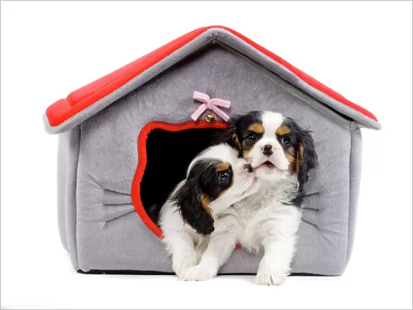 Dog - Cavalier King Charles Spaniels - in dog bed house