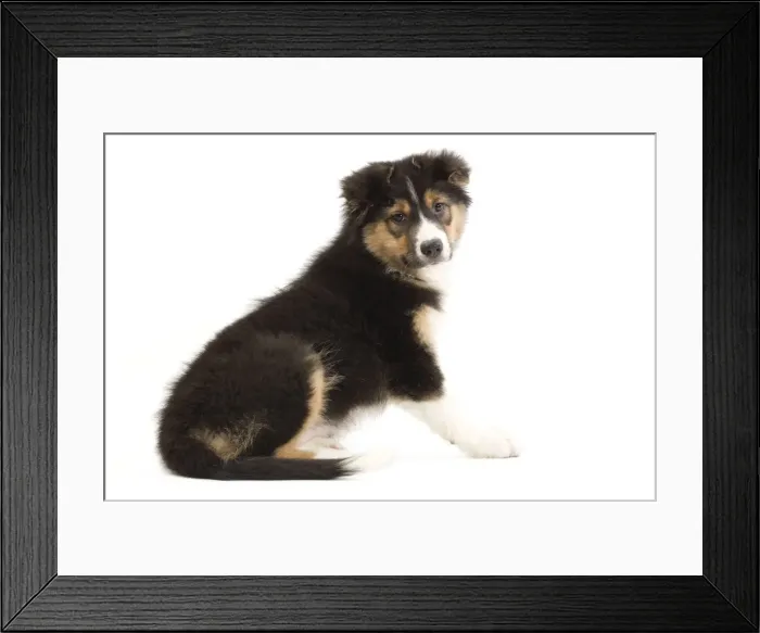 Framed Print : Dog - Australian Shepherd Framed Print : Dog - Australian Shepherd