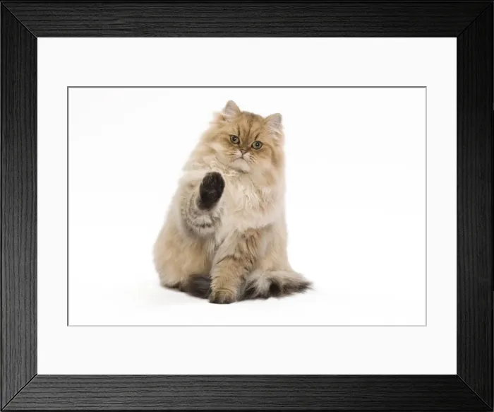 Framed Print : Cat - 7 month old Persian Kitten in studio with one paw up - Black golden-shell Framed Print : Cat - 7 month old Persian Kitten in studio with one paw up - Black golden-shell