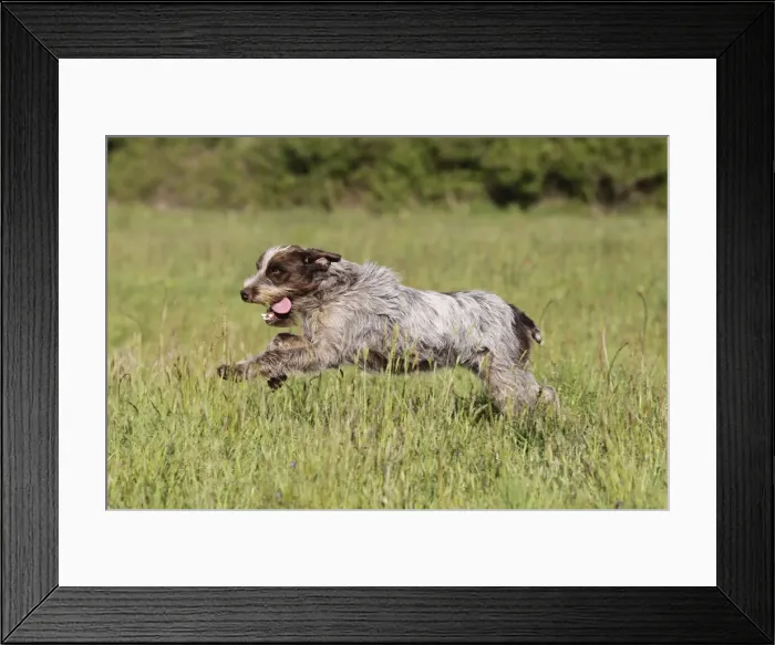 Framed Print : Dog - Korthal Griffon running