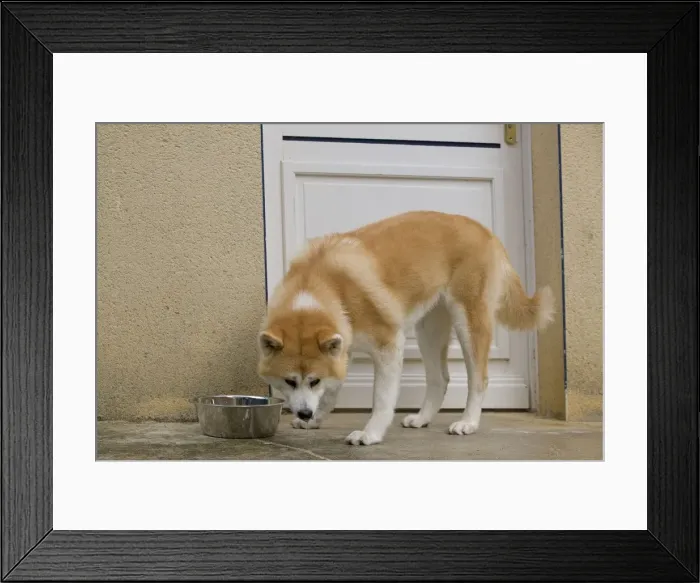 Framed Print : Dog - Akita / Akita Inu - drinking from water bowl. Also known as Japanese Akita Framed Print : Dog - Akita / Akita Inu - drinking from water bowl. Also known as Japanese Akita