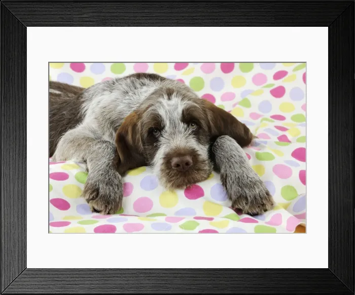Framed Print : DOG. Spinone puppy laying on blanket