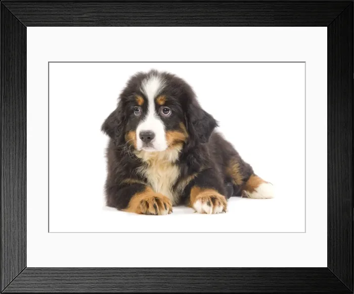Framed Print : Dog - Bernese Mountain Dog puppy in studio Framed Print : Dog - Bernese Mountain Dog puppy in studio