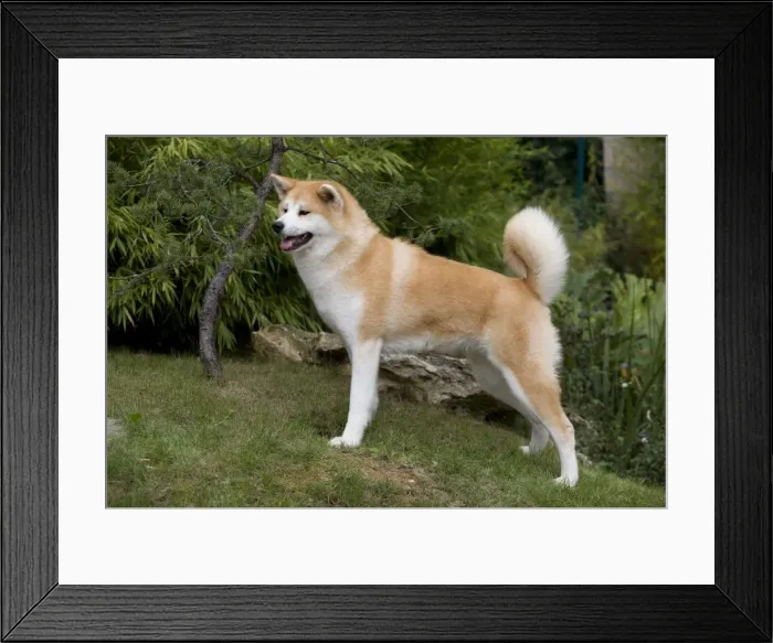 Framed Print : Dog - Akita / Akita Inu. Also known as Japanese Akita Framed Print : Dog - Akita / Akita Inu. Also known as Japanese Akita