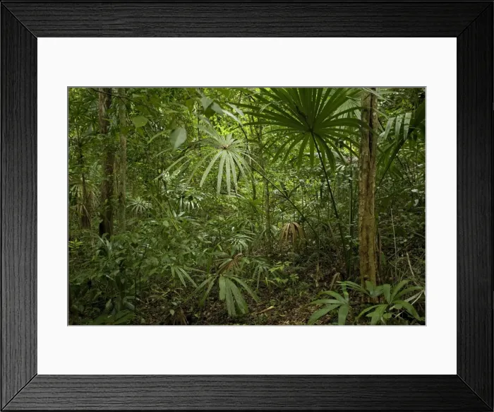 Framed Print : Tikal Rainforest Guatemala Framed Print : Tikal Rainforest Guatemala