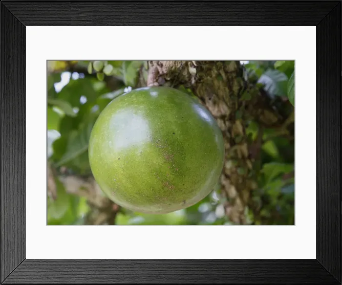 Framed Print : Calabash tree - gourd / fruit. Bali - Indonesia Framed Print : Calabash tree - gourd / fruit. Bali - Indonesia