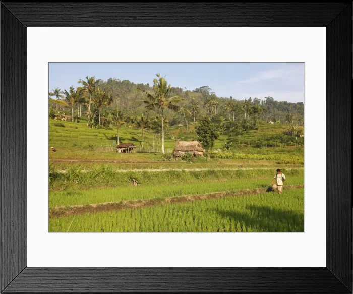 Framed Print : Farmer - in the rice fields / paddies / terraces near Sidemen in Bali - Indonesia Framed Print : Farmer - in the rice fields / paddies / terraces near Sidemen in Bali - Indonesia