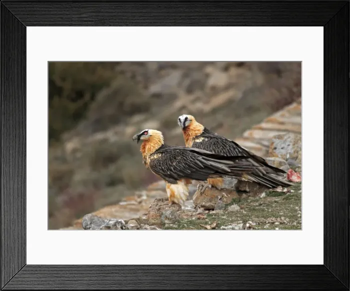Framed Print : Lammergeier / Bearded Vulture - adults at feeding station. Pyrenees - Spain Framed Print : Lammergeier / Bearded Vulture - adults at feeding station. Pyrenees - Spain