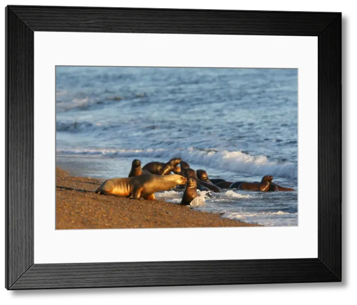 Framed Print : South American Sealion - on beach. Punta Norte - Valdes peninsula - Argentina. formerly Otaria byronia Framed Print : South American Sealion - on beach. Punta Norte - Valdes peninsula - Argentina. formerly Otaria byronia