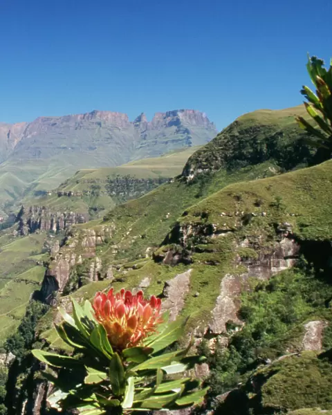 South Africa - mountain scene with flowering Protea ruopeliae. Drakensberg World Heritage site, Kwazulu-Natal