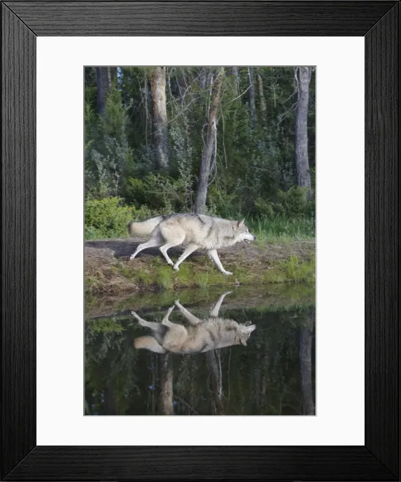 Framed Print : Grey / Timber Wolf - by water. Montana - United States Framed Print : Grey / Timber Wolf - by water. Montana - United States