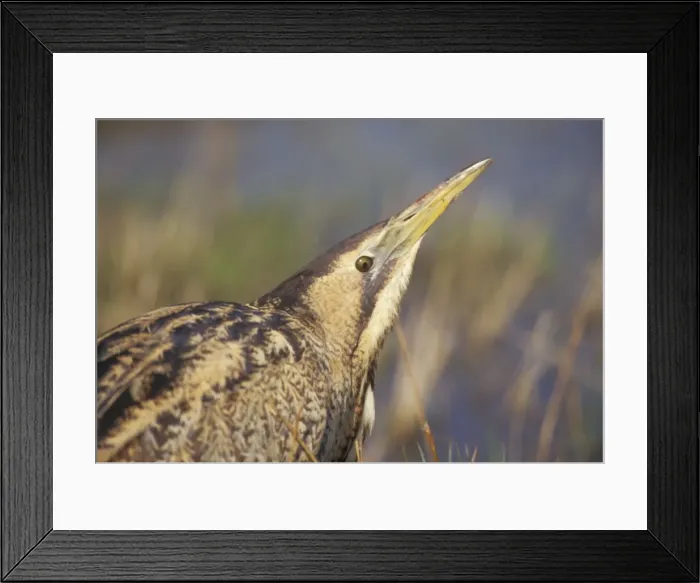 Framed Print : Bittern. ZT-228. BITTERN - close-up of head Framed Print : Bittern. ZT-228. BITTERN - close-up of head