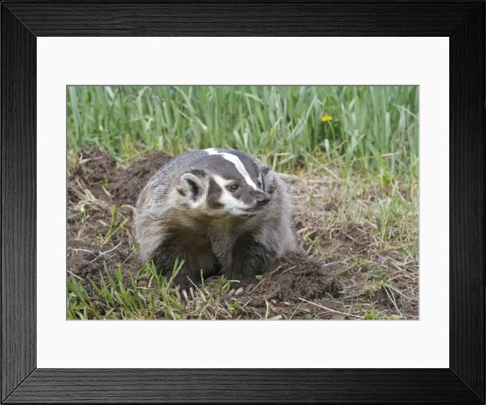Framed Print : American Badger. Montana - USA Framed Print : American Badger. Montana - USA