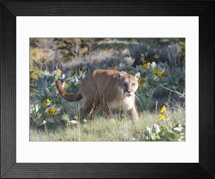 Framed Print : Cougar / Mountain Lion. Montana - USA Framed Print : Cougar / Mountain Lion. Montana - USA