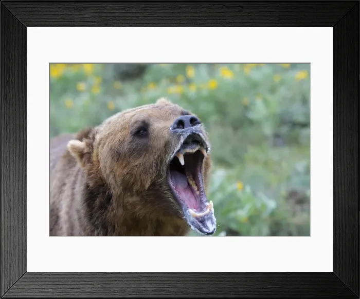 Framed Print : Grizzly bear - roaring / callling. Montana - USA Framed Print : Grizzly bear - roaring / callling. Montana - USA