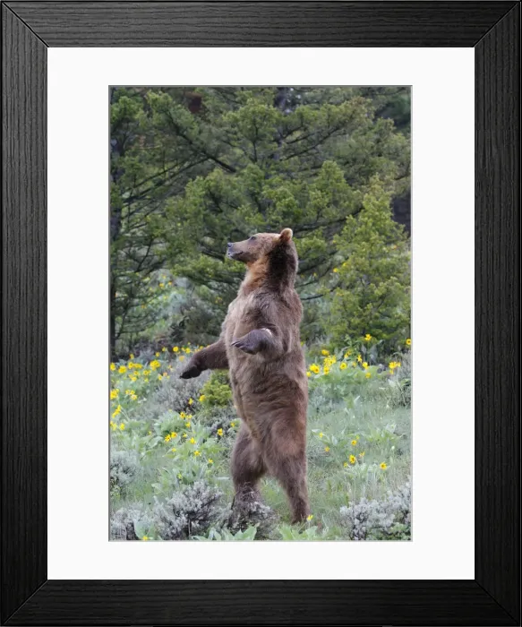 Framed Print : Grizzly bear - on hind legs. Montana - USA Framed Print : Grizzly bear - on hind legs. Montana - USA