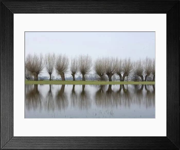 Framed Print : Pollard willows Refllections in the flooded foreland of the river IJssel The Netherlands, Overijssel Framed Print : Pollard willows Refllections in the flooded foreland of the river IJssel The Netherlands, Overijssel