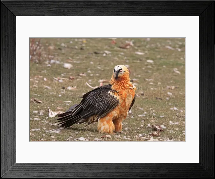 Framed Print : Lammergeier / Bearded Vulture - adult. Pyrenees - Spain Framed Print : Lammergeier / Bearded Vulture - adult. Pyrenees - Spain
