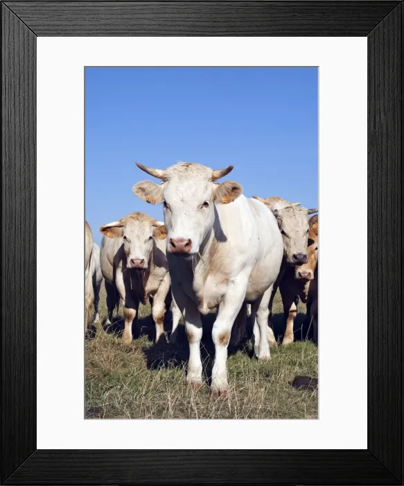 Framed Print : Charolais cattle - young cows - herd in field. Somme - France Framed Print : Charolais cattle - young cows - herd in field. Somme - France