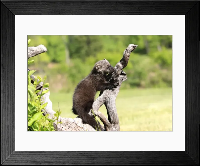 Framed Print : Fisher. Minnesota - United States Framed Print : Fisher. Minnesota - United States
