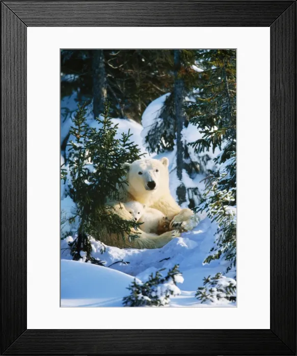 Framed Print : Polar Bear - parent with Babies - Canada Framed Print : Polar Bear - parent with Babies - Canada