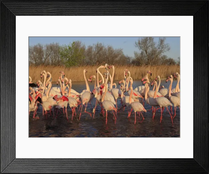 Framed Print : Greater Flamingo - group / flock in water. Pont-de-Gau ornithological park - Saintes Maries de la Mer - Camargue - Bouches du Rhone - France Framed Print : Greater Flamingo - group / flock in water. Pont-de-Gau ornithological park - Saintes Maries de la Mer - Camargue - Bouches du Rhone - France