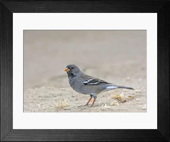 Framed Print : Mourning Sierra-finch. Punta Norte - Valdes peninsula - Argentina Framed Print : Mourning Sierra-finch. Punta Norte - Valdes peninsula - Argentina
