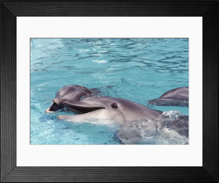 Framed Print : Bottlenose Dolphins Framed Print : Bottlenose Dolphins