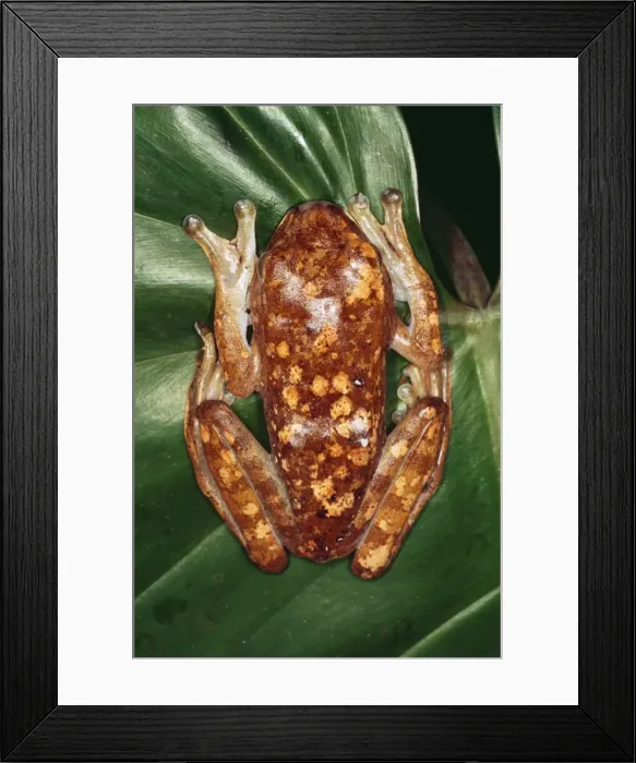 Framed Print : White Giant Lipped Tree Frog - Madagascar