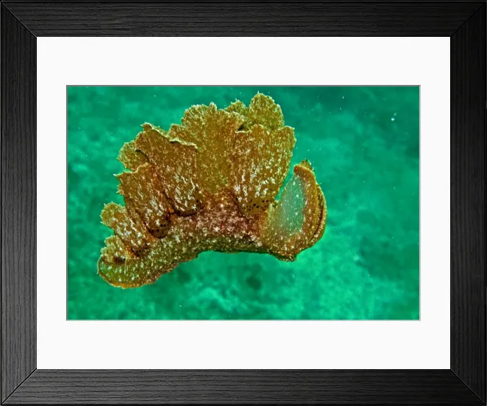 Framed Print : Melibe mirifica - sand scraping nudibranch swimming in midwater - Indonesia Framed Print : Melibe mirifica - sand scraping nudibranch swimming in midwater - Indonesia