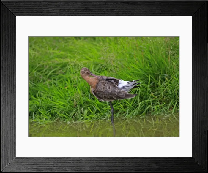 Framed Print : Black-tailed Godwit. Pensthorpe - Norfolk - UK Framed Print : Black-tailed Godwit. Pensthorpe - Norfolk - UK
